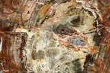Colorful, Petrified Wood (Araucaria) Round - Madagascar #113270-1